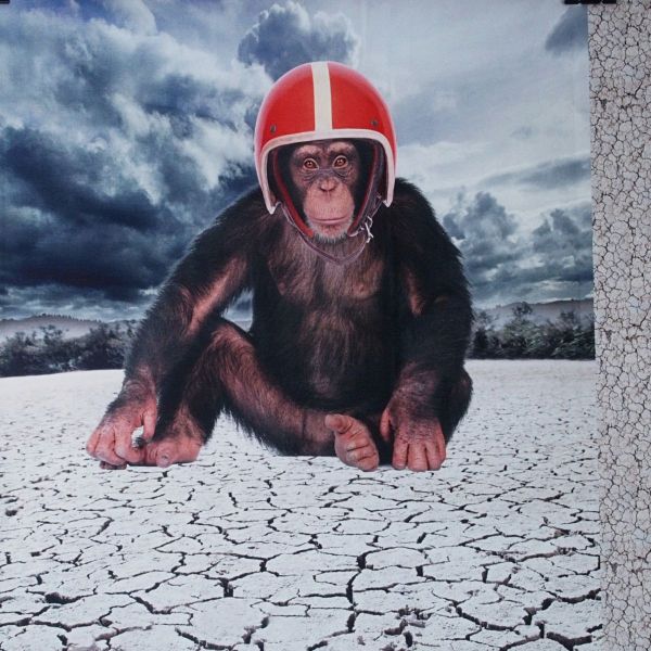 Jersey mit Affe und rotem Motorrad Helm – 65cm Panel Bike Monkey QjuTie Digial Collection