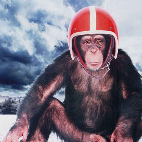Jersey mit Affe und rotem Motorrad Helm – 65cm Panel Bike Monkey QjuTie Digial Collection